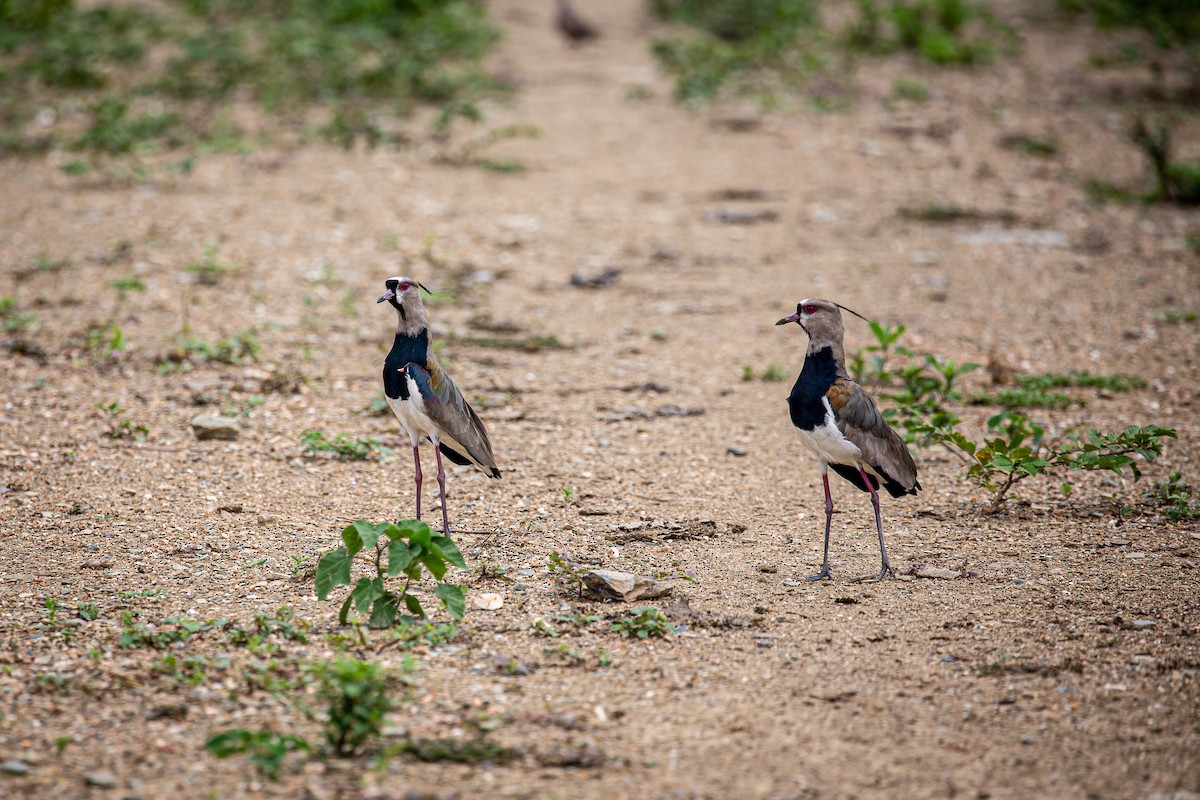 Southern Lapwing - ML620573220