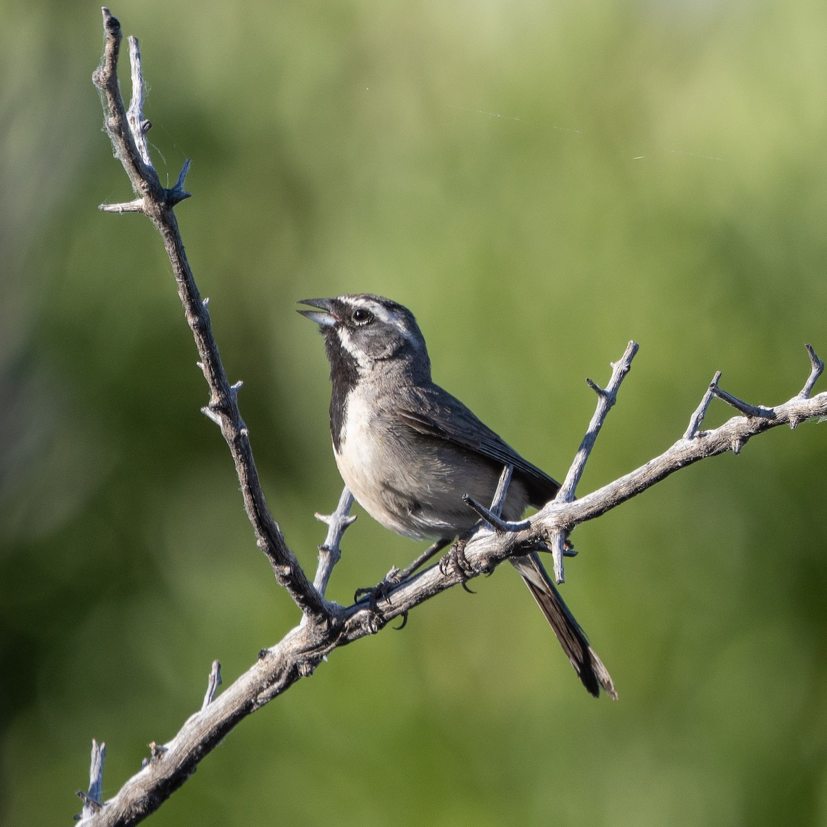 Black-throated Sparrow - ML620573223