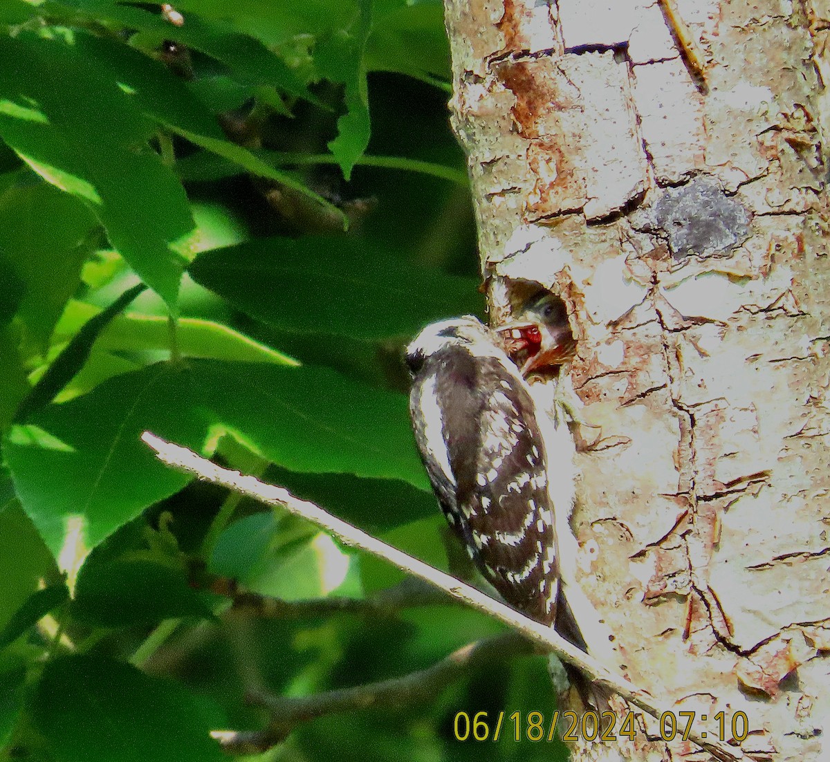 Downy Woodpecker - ML620573224