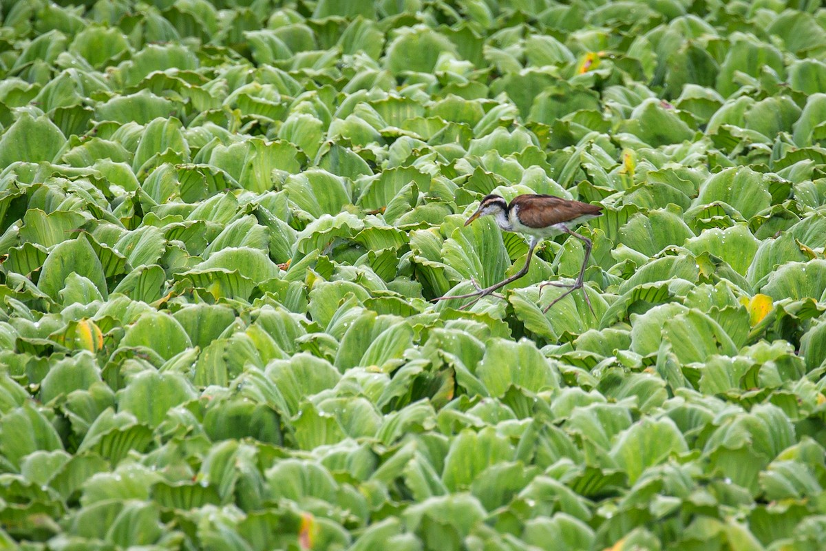 Wattled Jacana - ML620573226