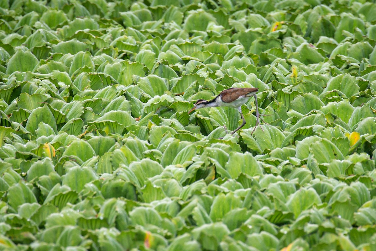 Jacana Suramericana - ML620573227