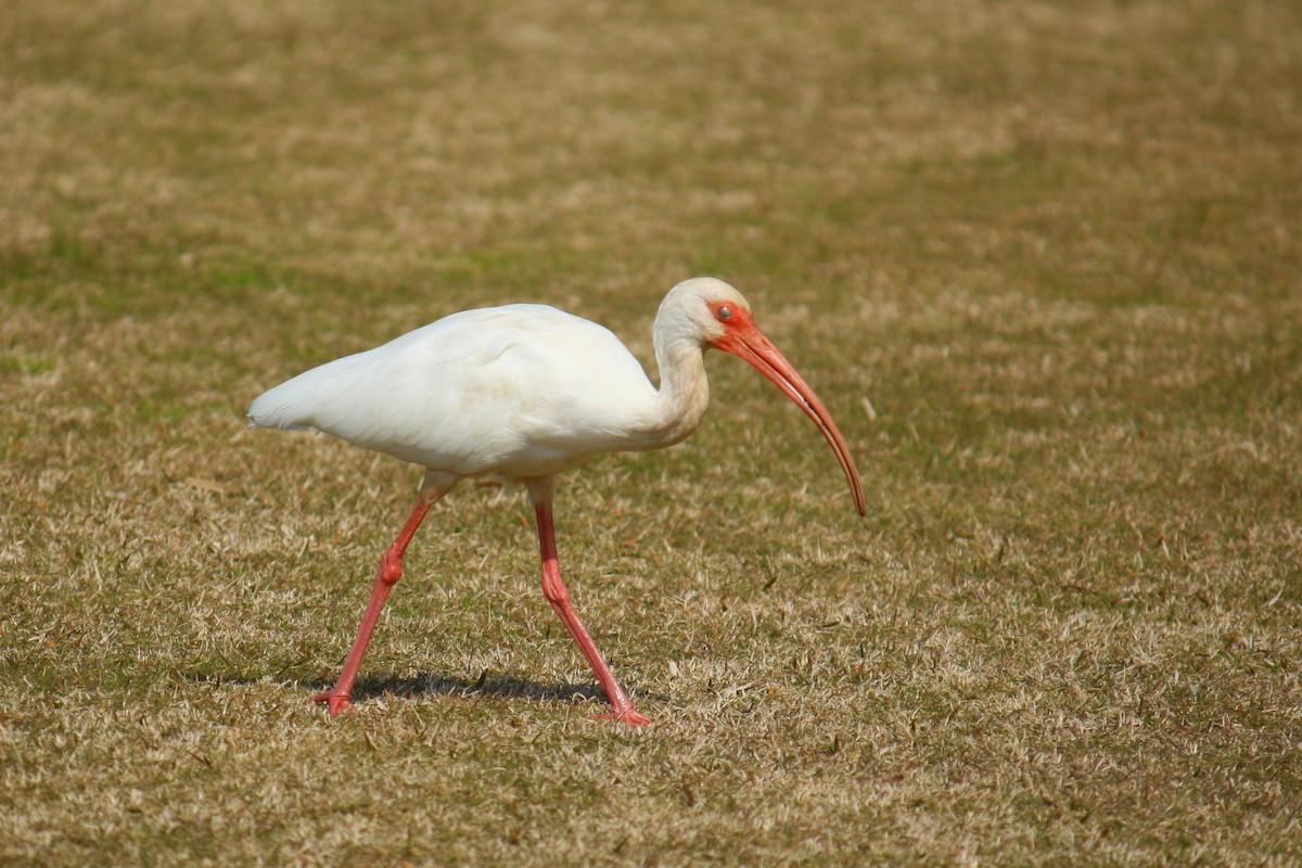 White Ibis - ML620573228