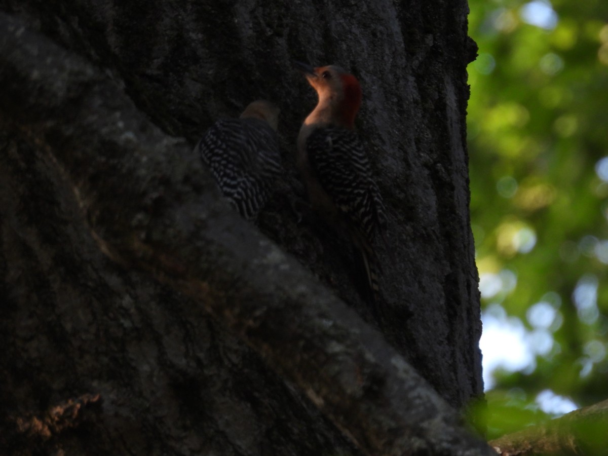 Red-bellied Woodpecker - ML620573229