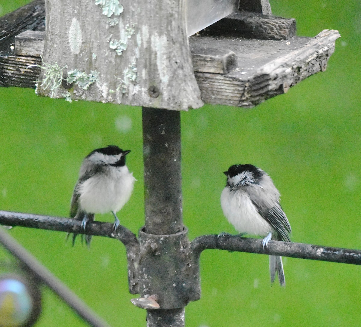 Carolina Chickadee - ML620573236