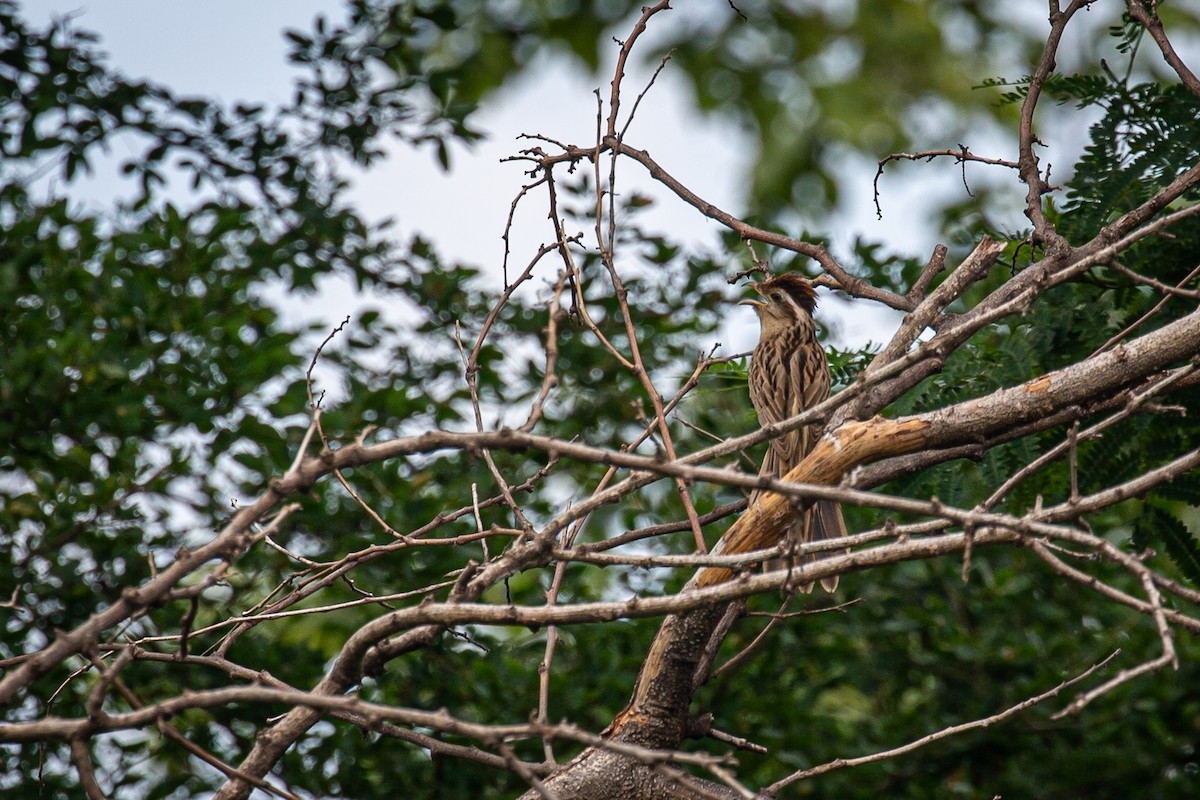 Striped Cuckoo - ML620573252