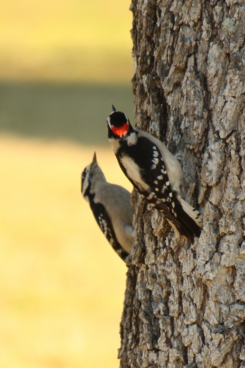 Downy Woodpecker - ML620573256