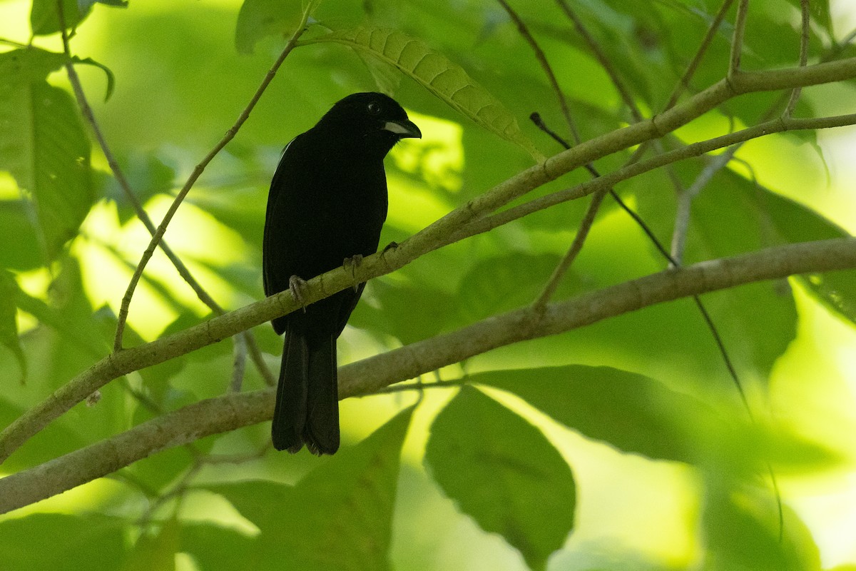White-shouldered Tanager - ML620573273
