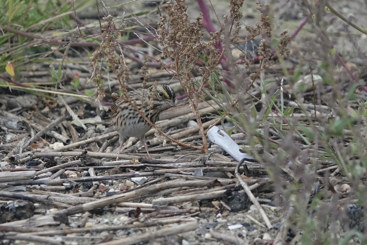 Savannah Sparrow - ML620573279