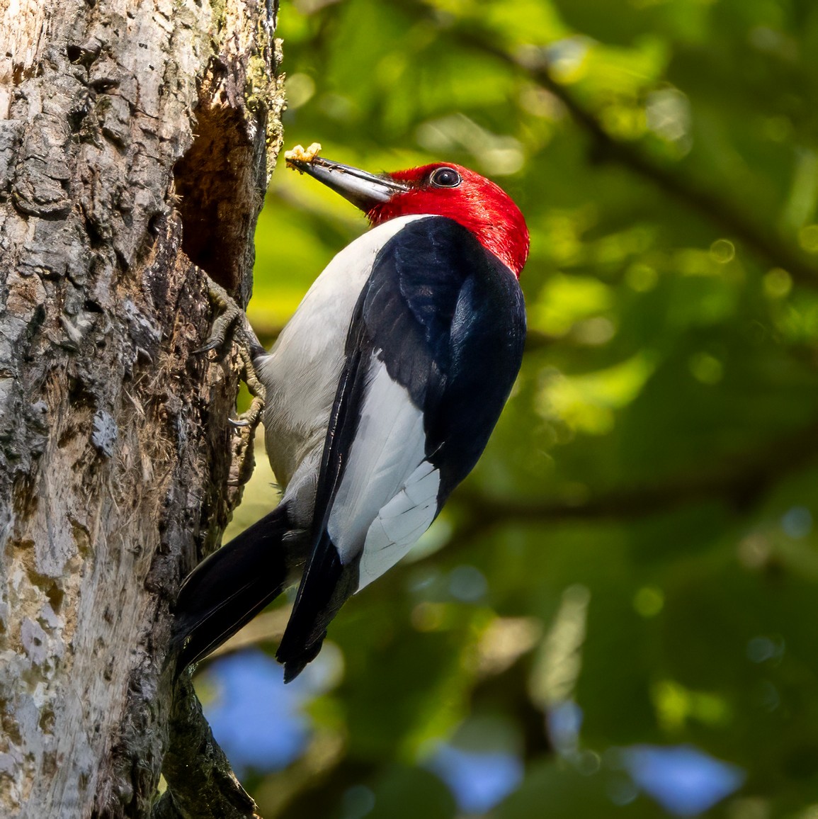 Red-headed Woodpecker - ML620573282