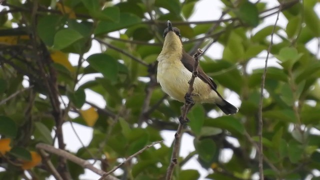 Loten's Sunbird - ML620573283