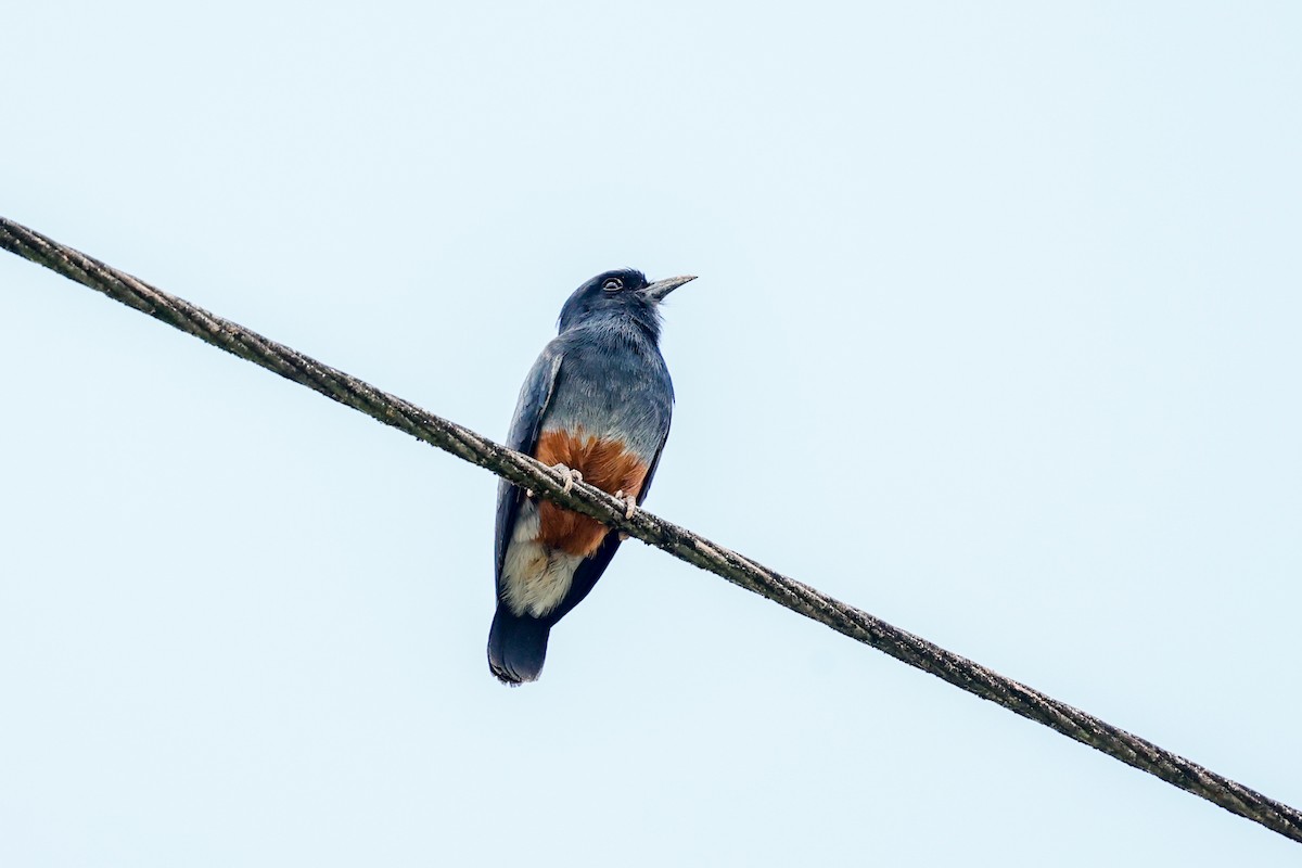 Swallow-winged Puffbird - ML620573297