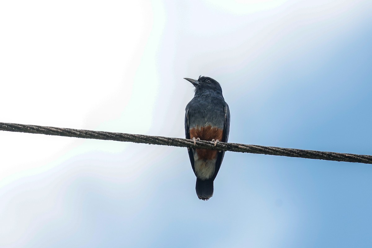 Swallow-winged Puffbird - ML620573298