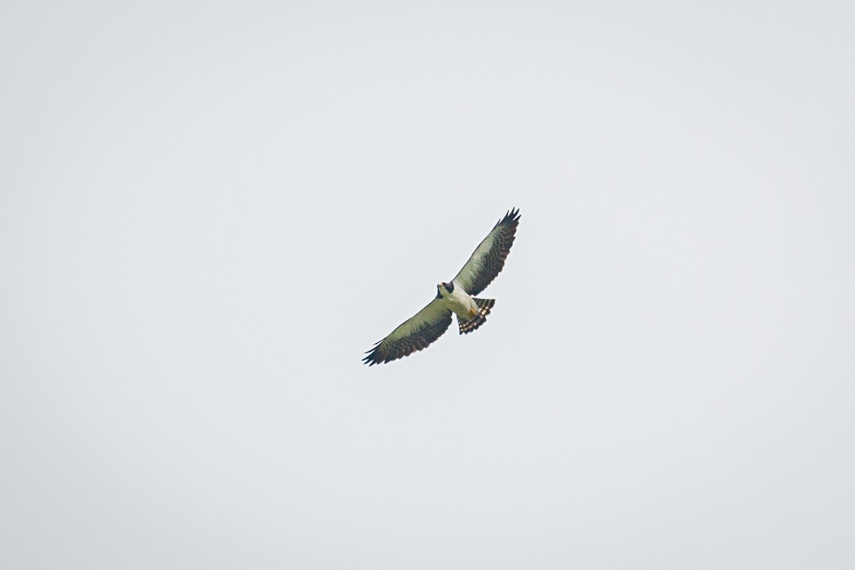 Short-tailed Hawk - ML620573309