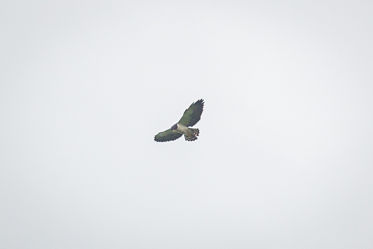 Short-tailed Hawk - ML620573312