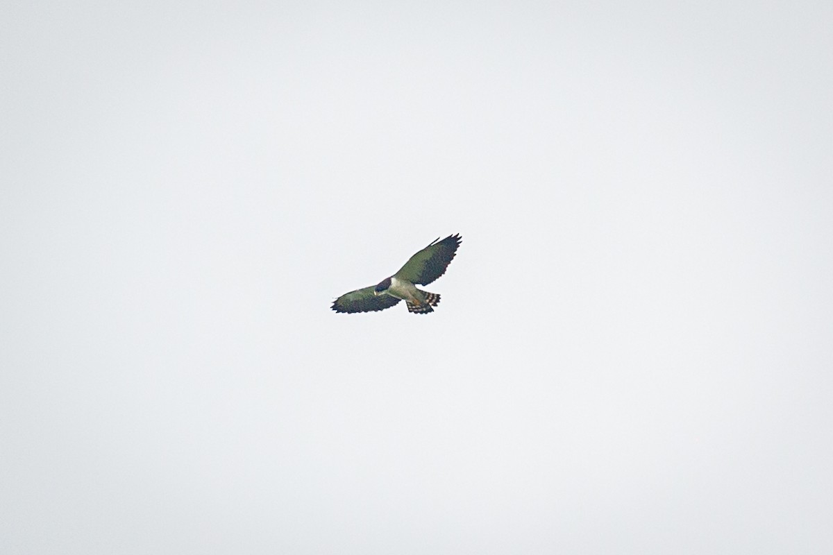 Short-tailed Hawk - ML620573314