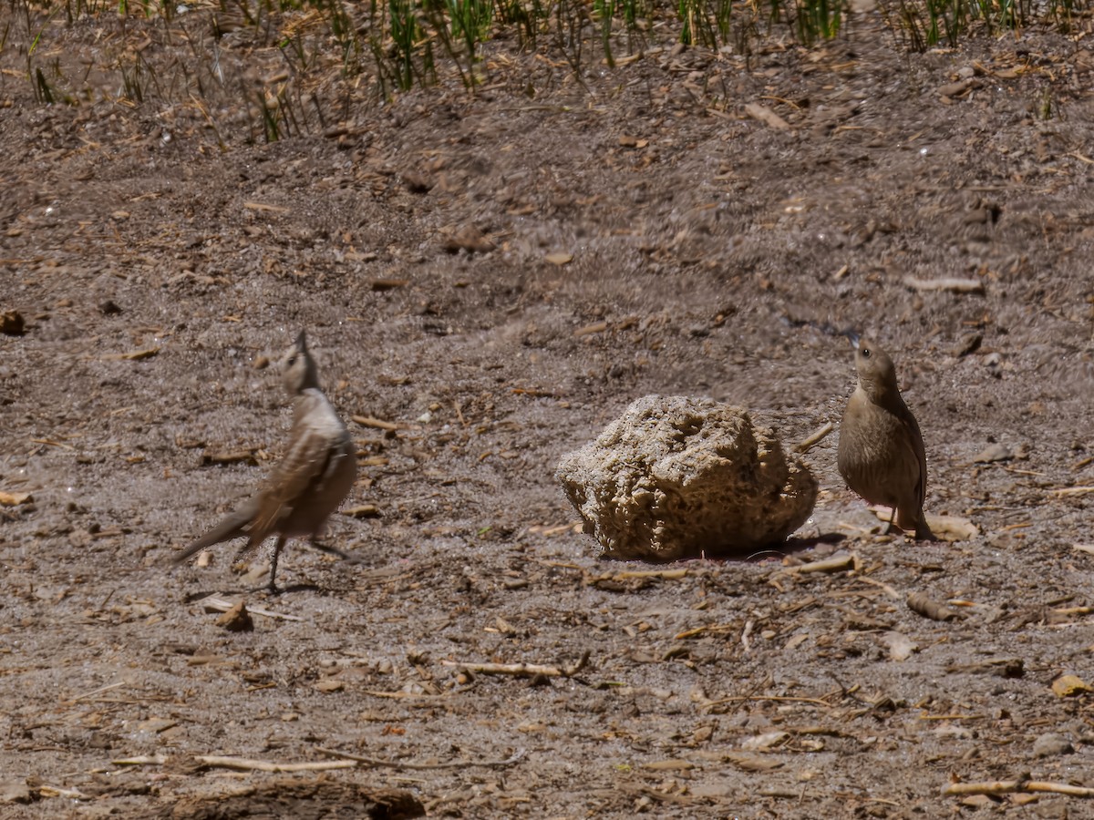 Brown-headed Cowbird - ML620573322