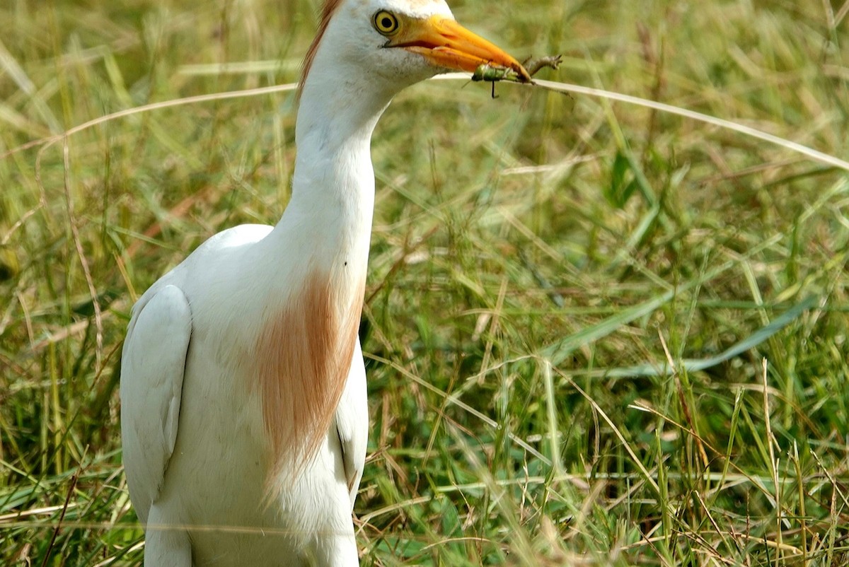 Египетская цапля (ibis) - ML620573327
