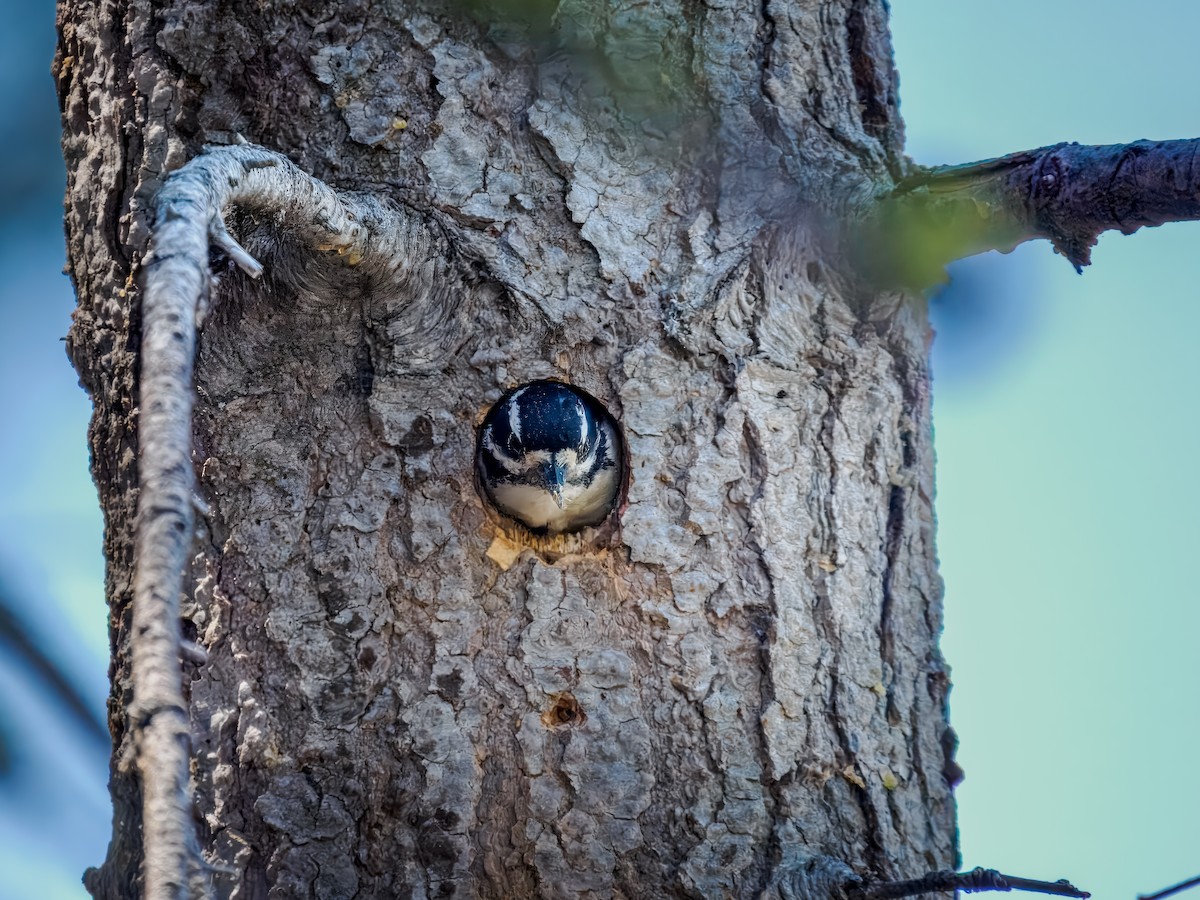 Hairy Woodpecker - ML620573333