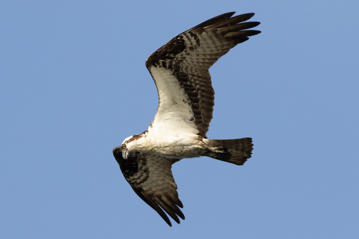 Balbuzard pêcheur (carolinensis) - ML620573351