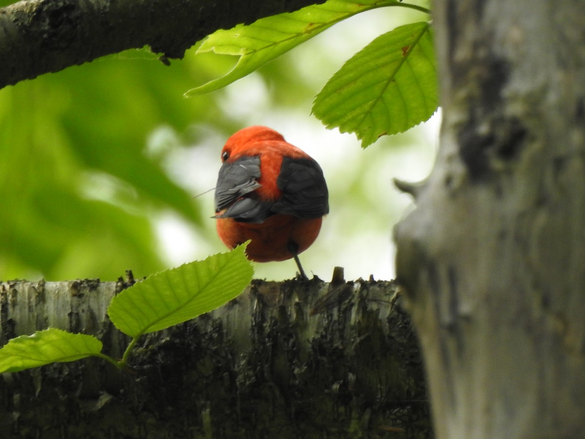 Scarlet Tanager - ML620573360