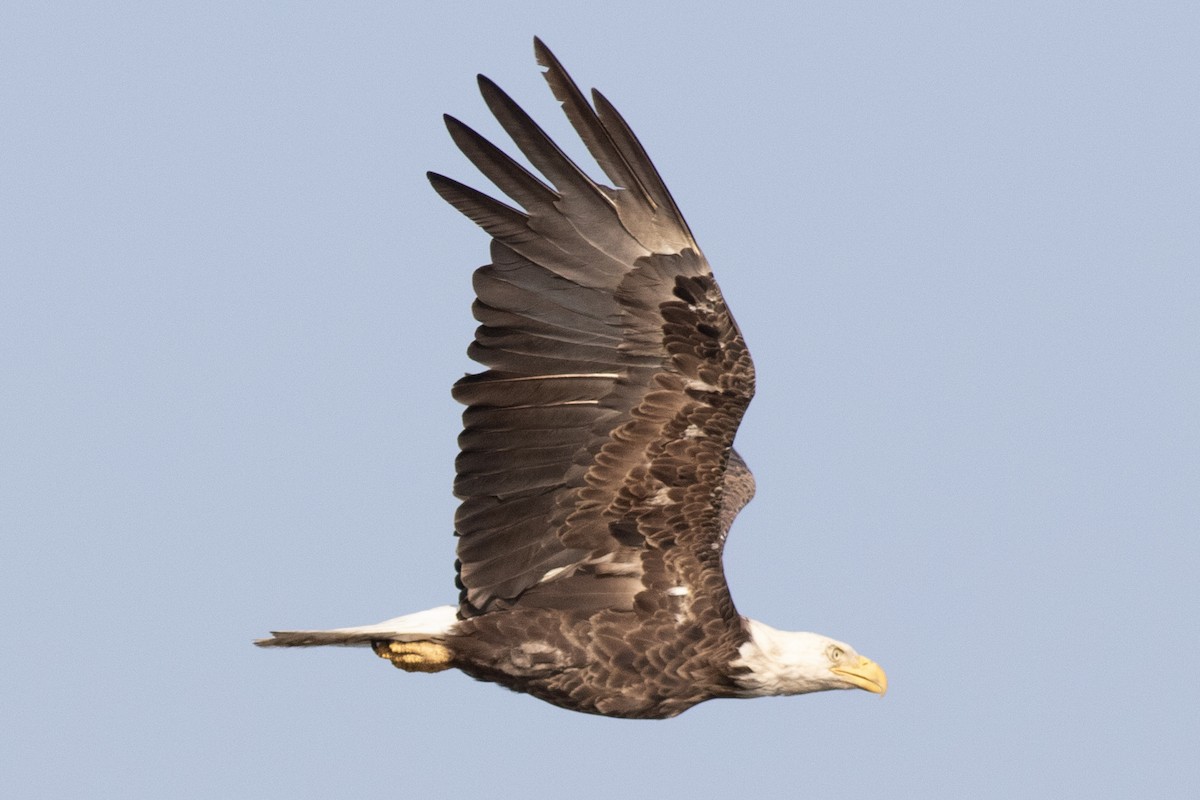 Bald Eagle - David Brown