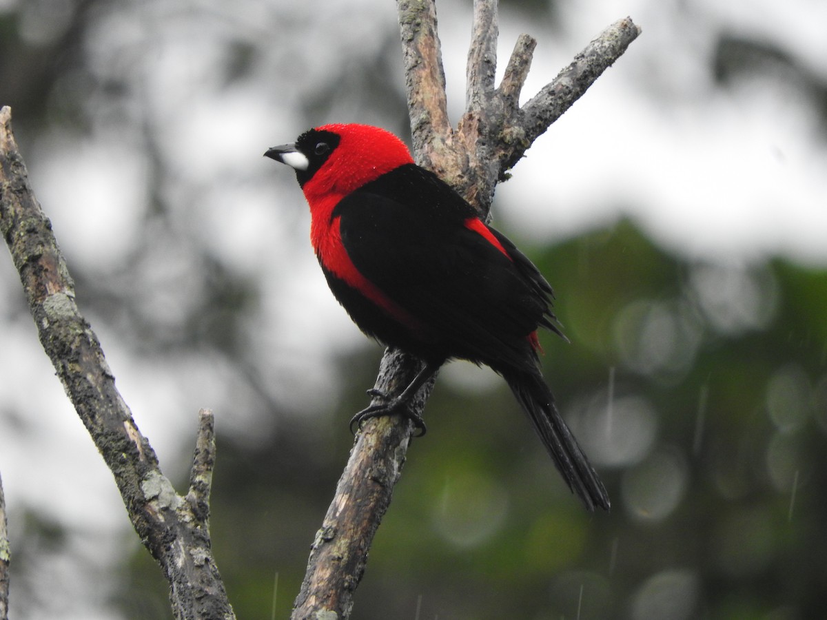 Masked Crimson Tanager - ML620573369