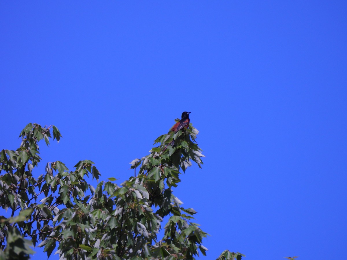 Orchard Oriole - ML620573422