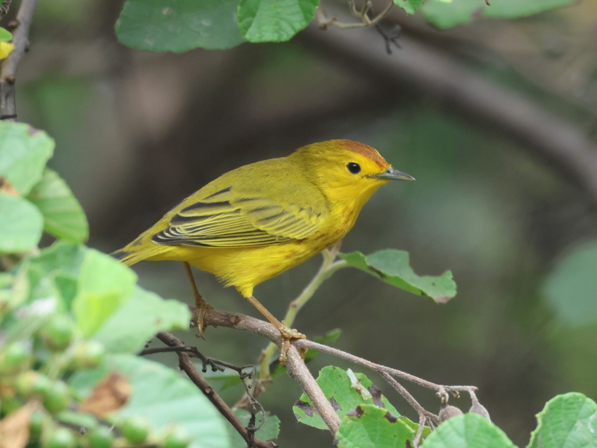 Yellow Warbler - ML620573424