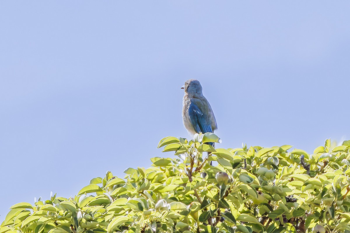 Woodhouse's Scrub-Jay - ML620573425