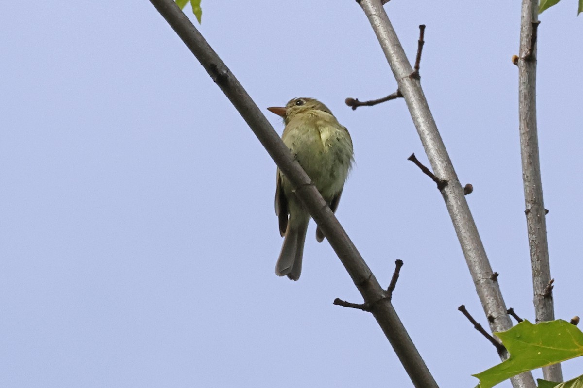 Western Flycatcher (Pacific-slope) - ML620573443