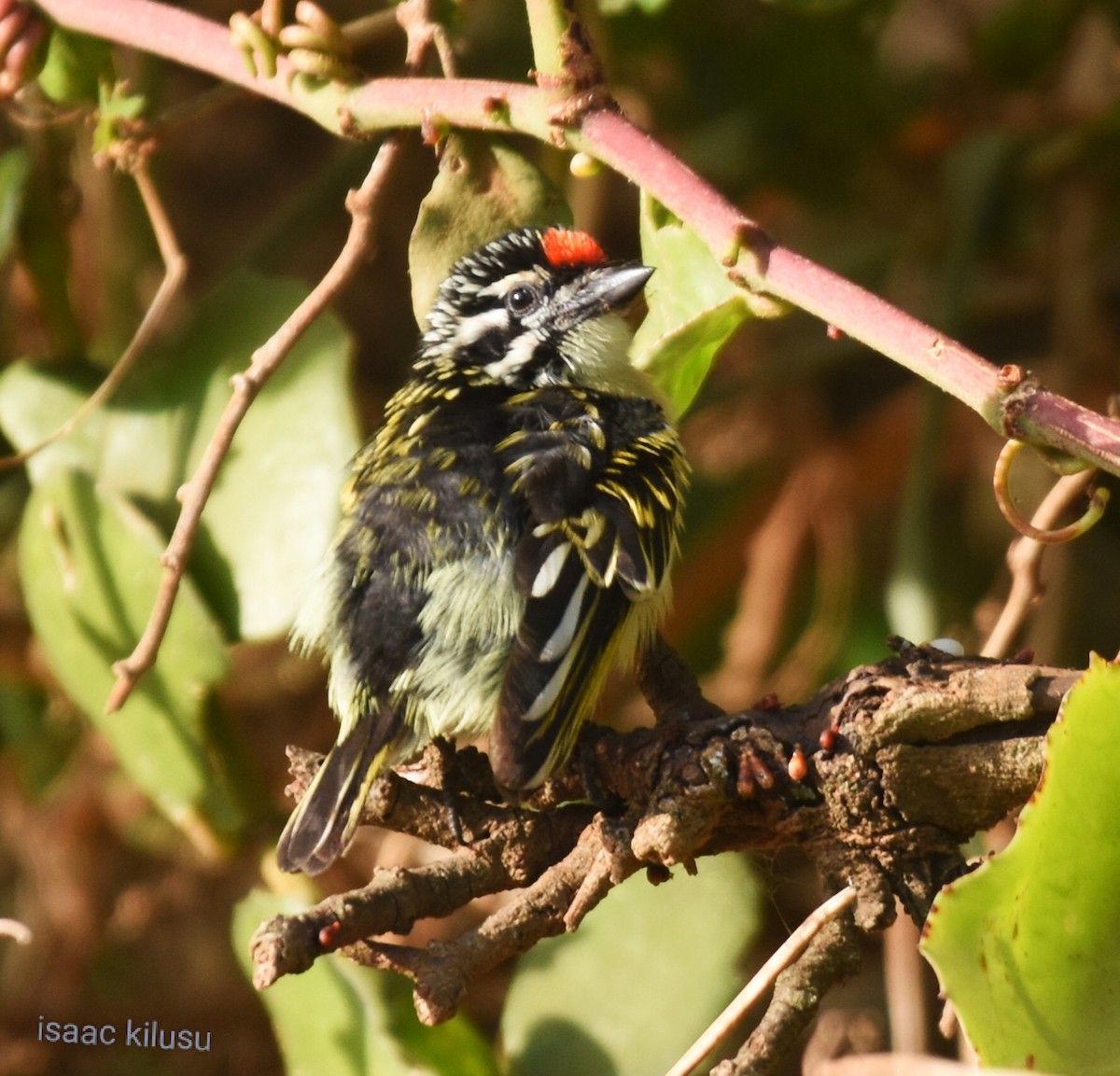 Red-fronted Tinkerbird - ML620573458