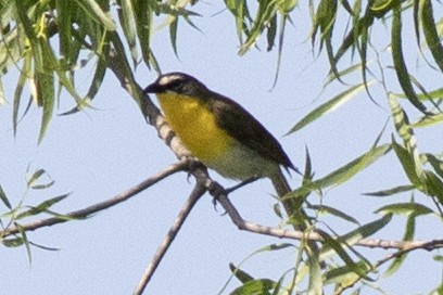 Yellow-breasted Chat - ML620573462