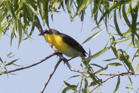 Yellow-breasted Chat - ML620573463