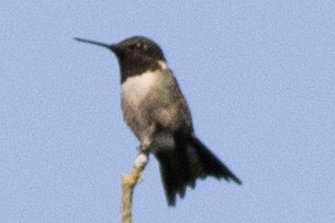 Ruby-throated Hummingbird - ML620573467