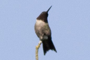 Ruby-throated Hummingbird - ML620573468