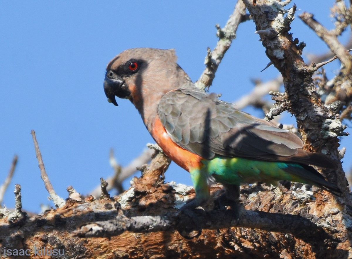 Red-bellied Parrot - ML620573474
