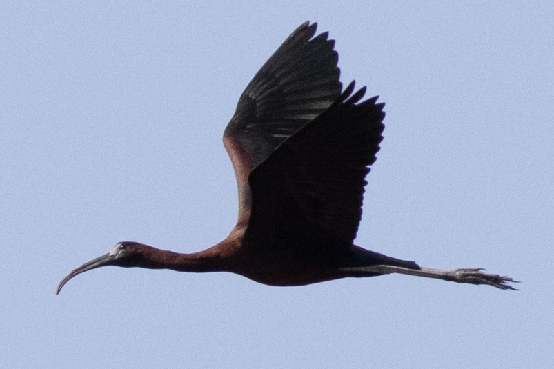 ibis hnědý - ML620573477