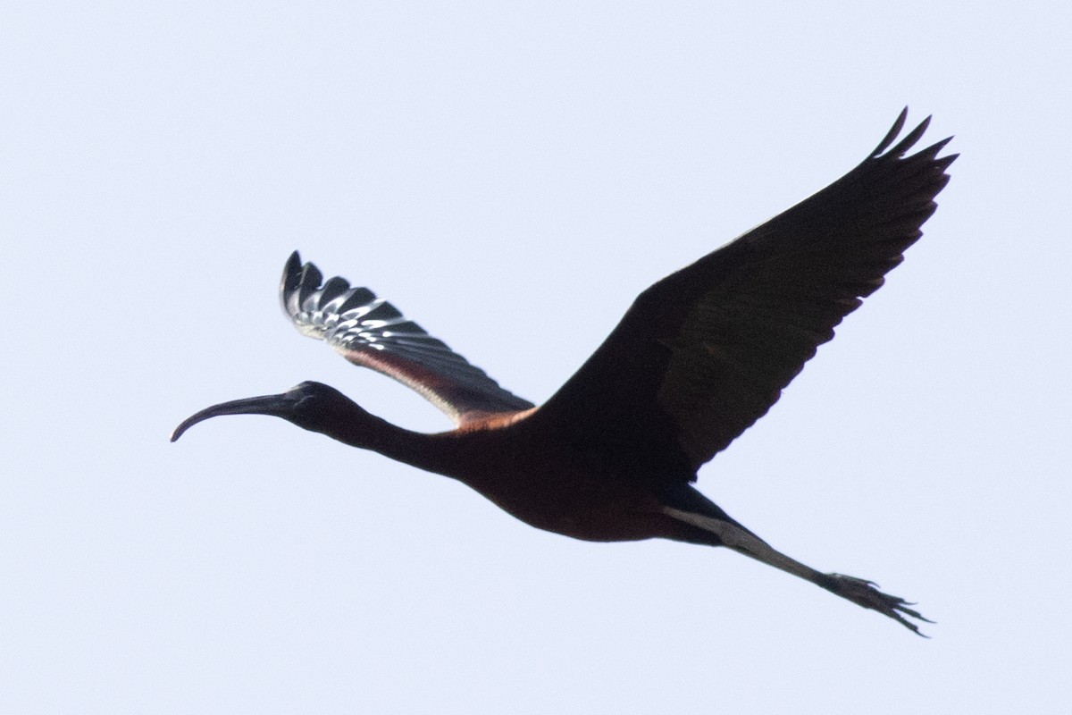 ibis hnědý - ML620573478