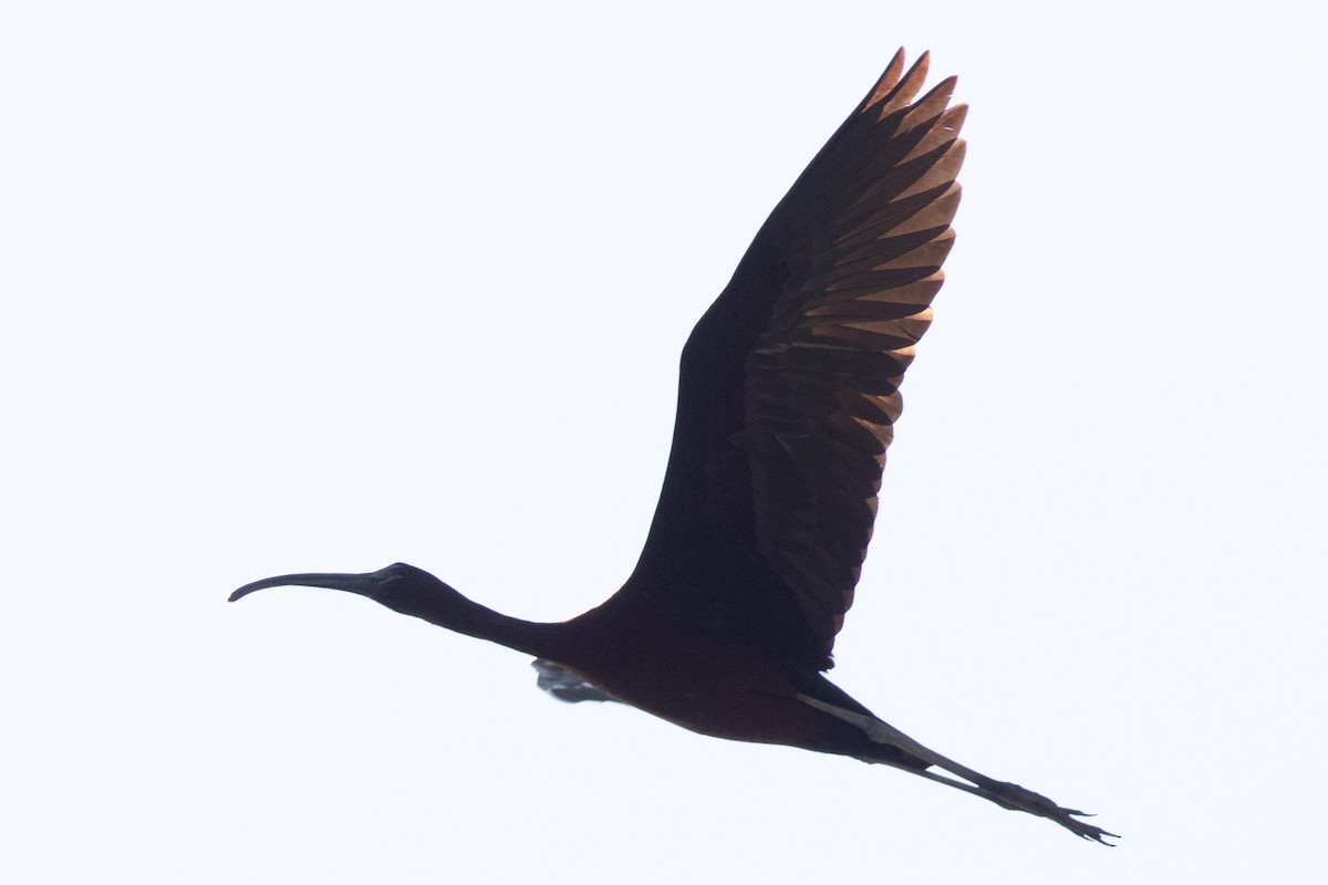 ibis hnědý - ML620573479