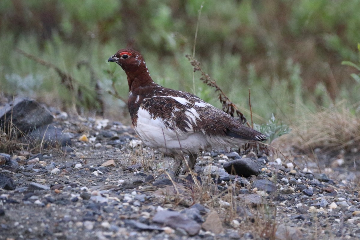 Willow Ptarmigan - ML620573486