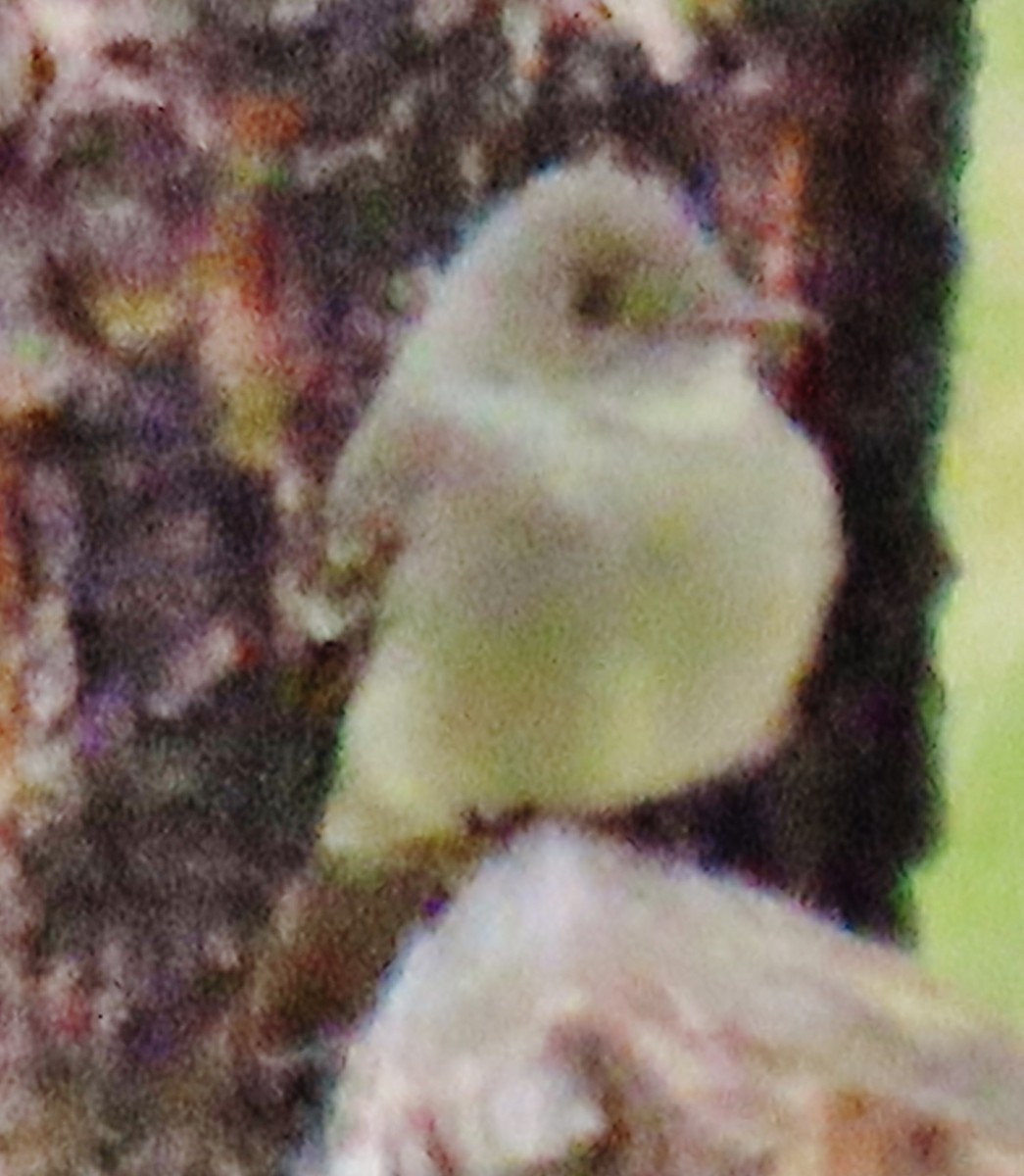 Western Wood-Pewee - ML620573513