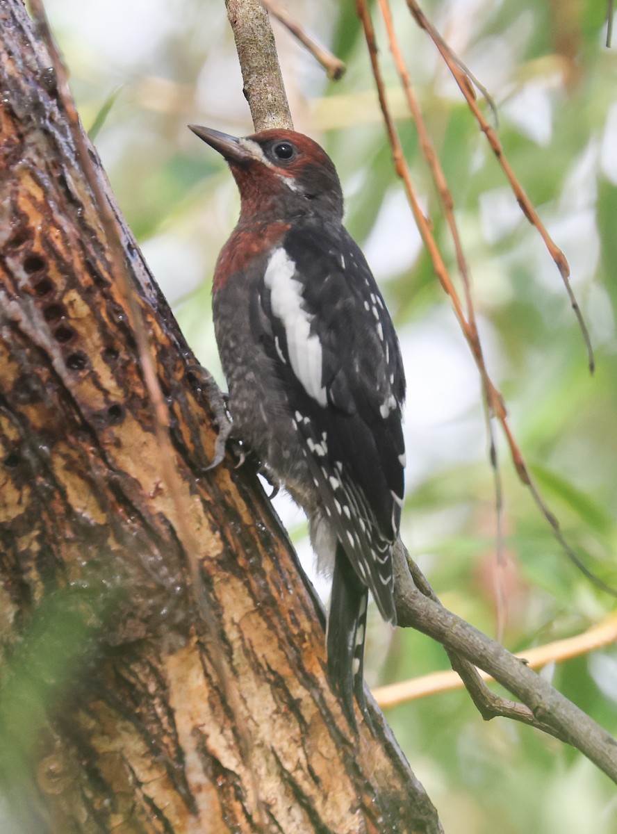 Red-breasted Sapsucker - ML620573514