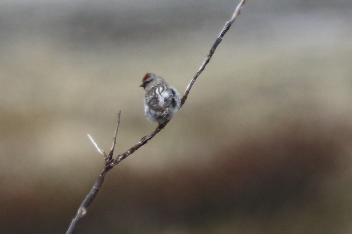 Hoary Redpoll - ML620573524