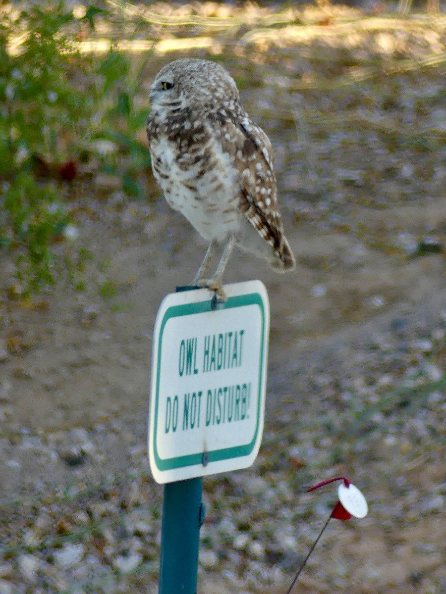 Burrowing Owl - ML620573542