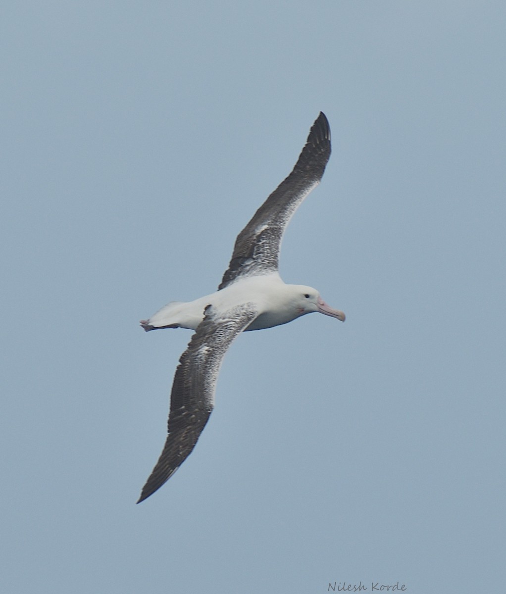 Southern Royal Albatross - ML620573549