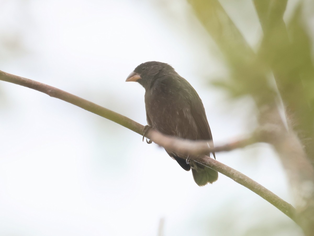 Small Ground-Finch - Jerry OConnor