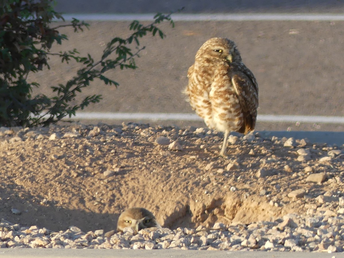 Burrowing Owl - ML620573559