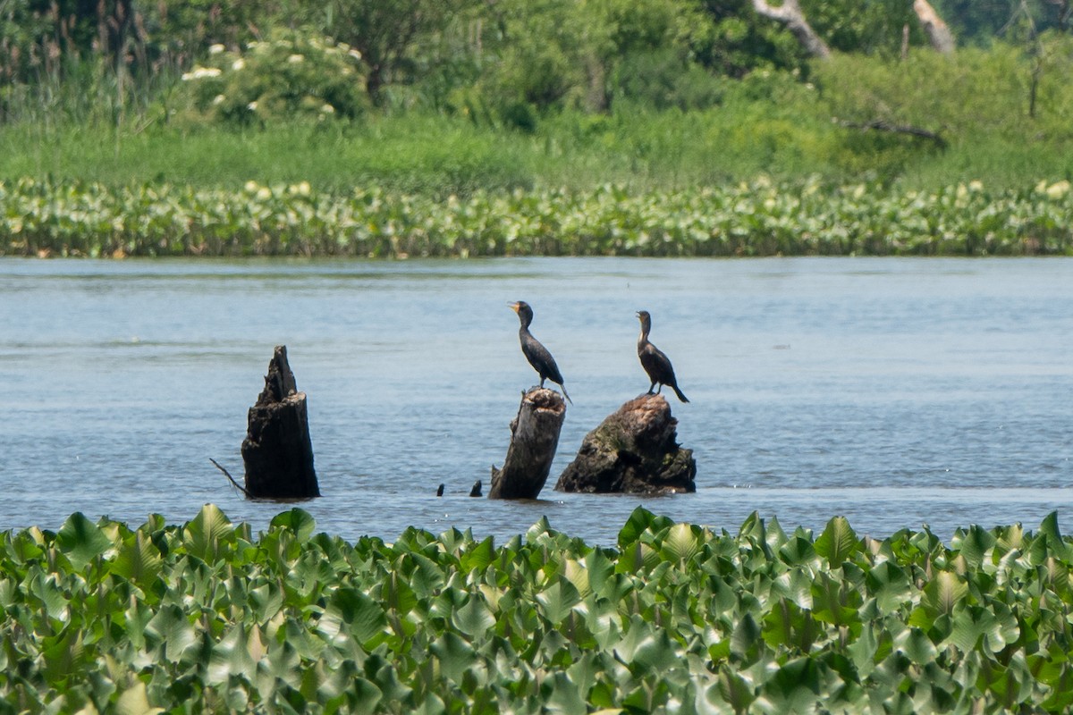 Double-crested Cormorant - ML620573566