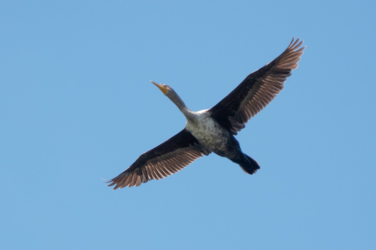 Double-crested Cormorant - ML620573567