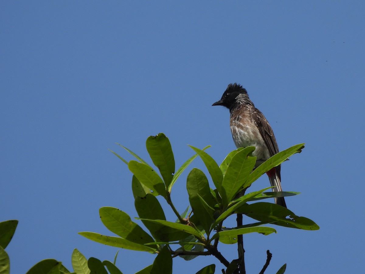 Red-vented Bulbul - ML620573624